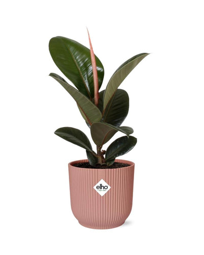 Ficus kamerplant in decoratieve pot – Luchtzuiverende groene plant voor binnen
