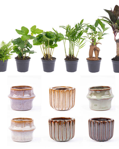 Mini Planten Set 6 – Inclusief Pot Set Barcelona | Kamerplant