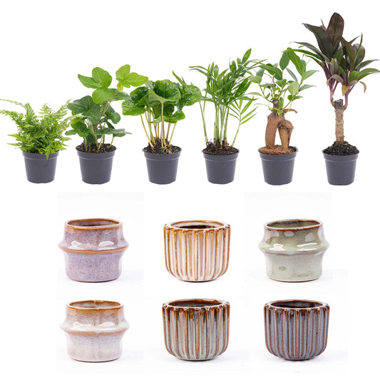 Mini Planten Set 6 – Inclusief Pot Set Barcelona | Kamerplant