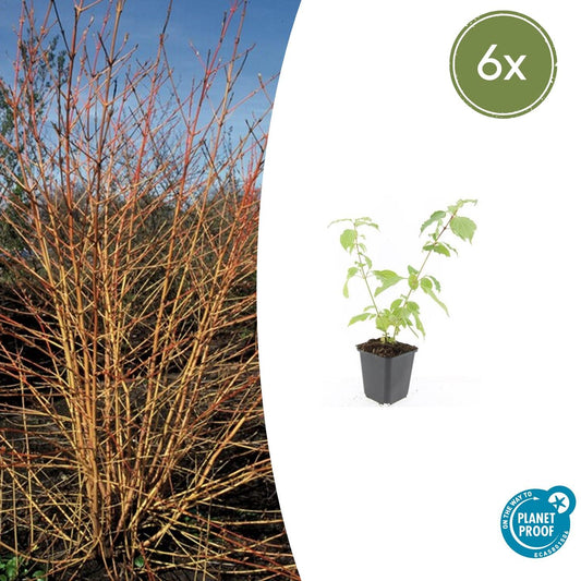 Cornus sanguinea Anny’s Winter Orange – jonge planten in pot Ø9 cm – set van 6 - Planttoday - garantie - intratuin - fleurdirect  fleurop