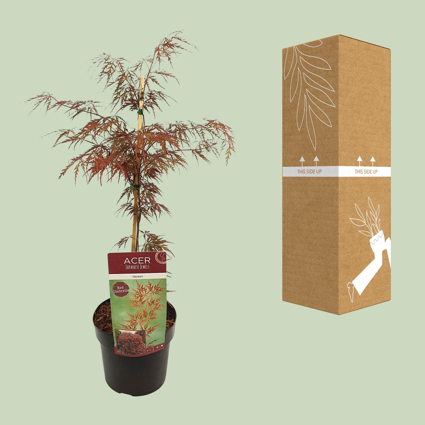 Acer palm. 'Garnet' - Ø19cm - ↕40cm Sierplant  - Japanse Esdoorn