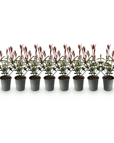 8 x Haagplanten | Photnia fraseri Carre Rouge | blad rood groen
