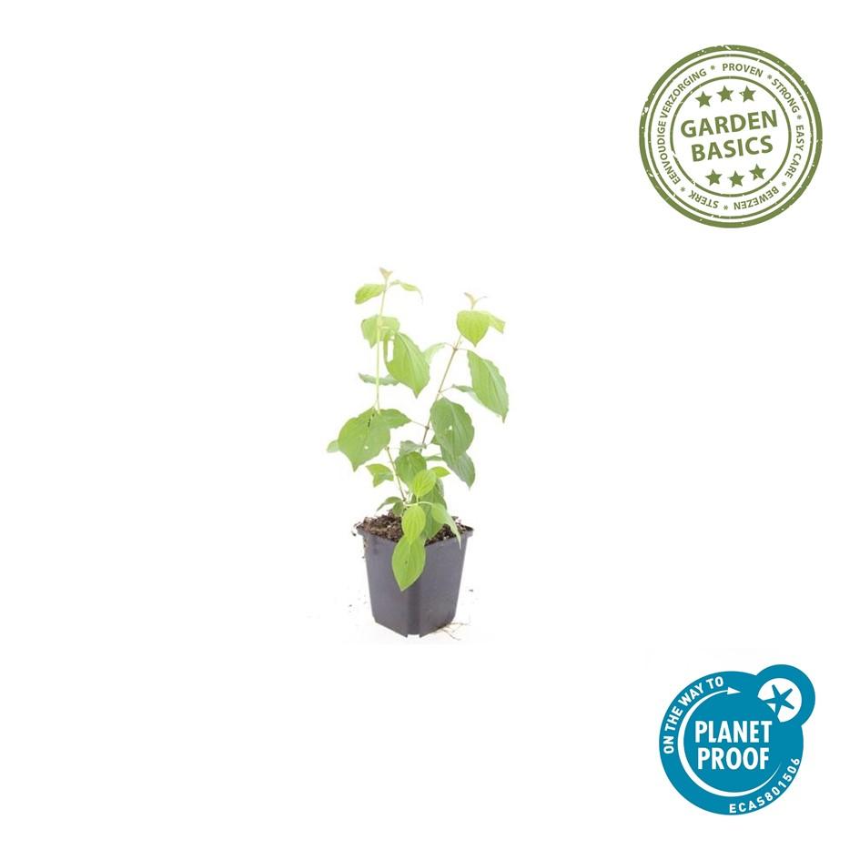 Cornus sanguinea Midwinter Fire – Struik met rode takken – Set van 6 planten