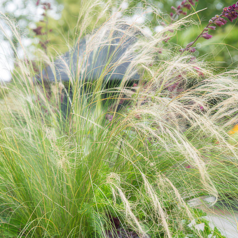 Stipa tenuissima ‘Ponytails’ | Siergras | Tuinplant