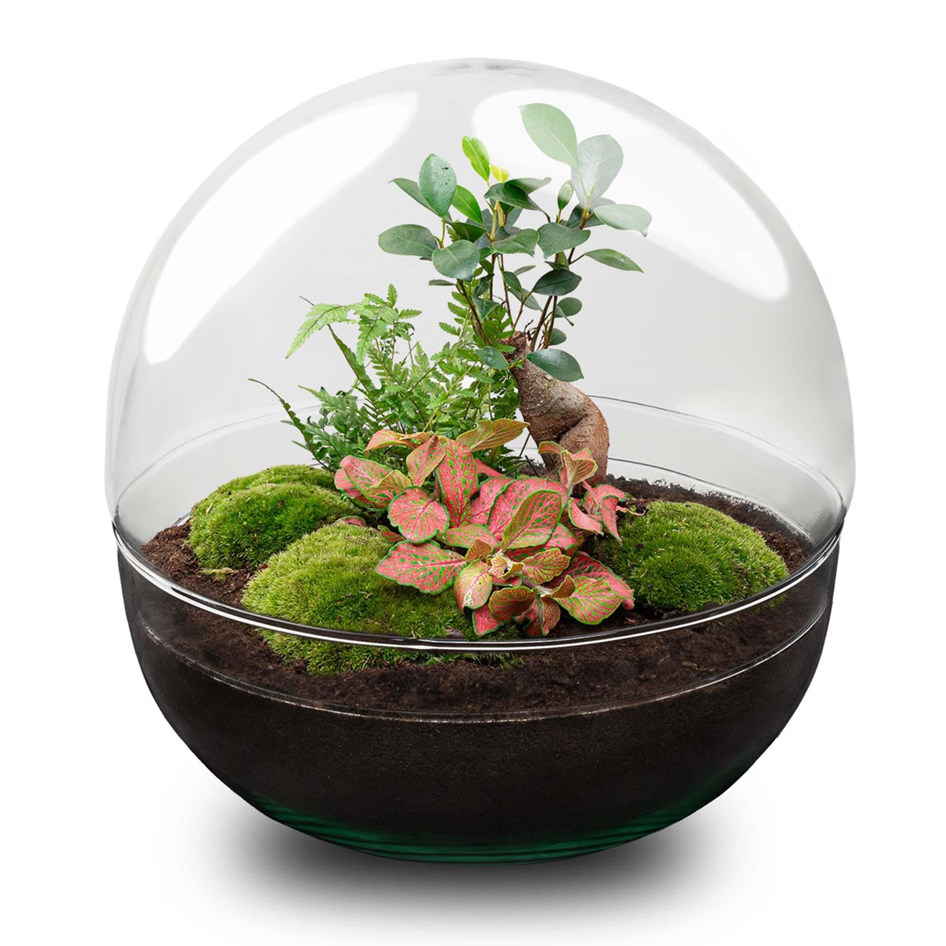 DIY Dome XL terrarium met Ficus Ginseng en Fittonia planten