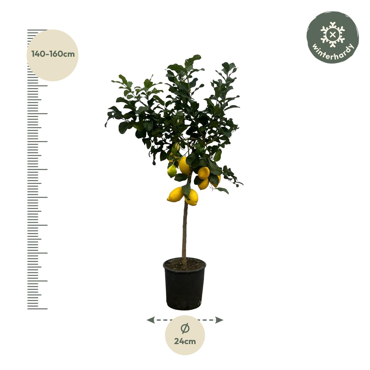 Citrus Lemon (Citroenboom) – Grote Mediterrane Kuipplant