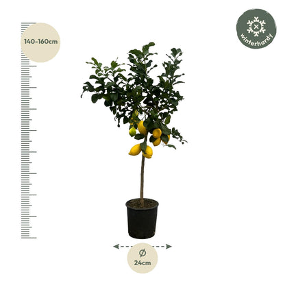 Citrus Lemon (Citroenboom) – Grote Mediterrane Kuipplant