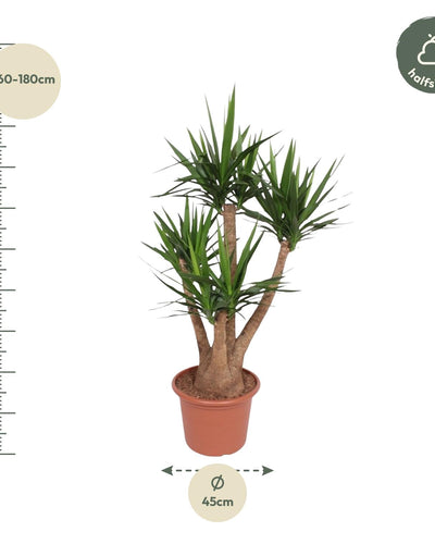 Vertakte Yucca Elephantipes kamerplant 170 cm tropisch