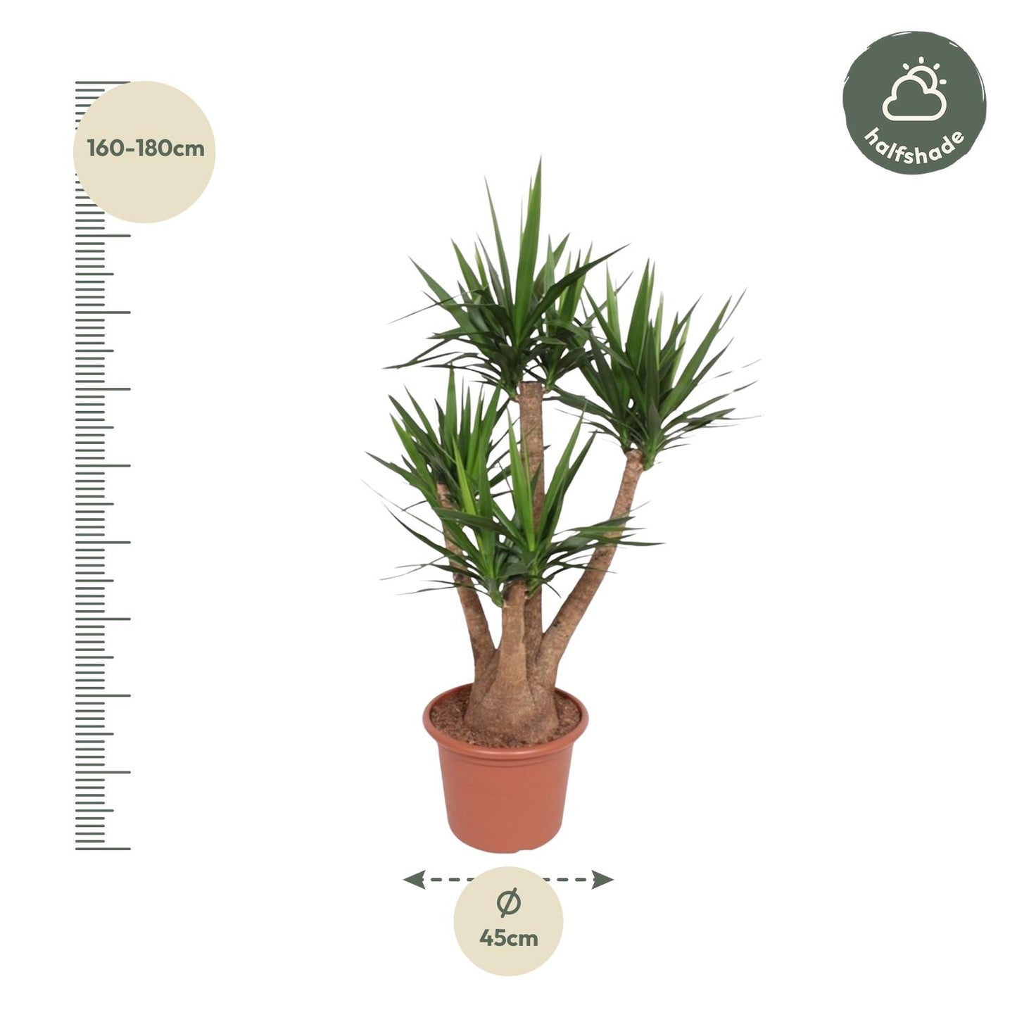 Vertakte Yucca Elephantipes kamerplant 170 cm tropisch