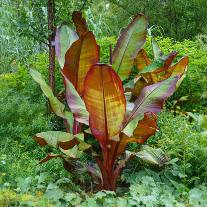Bananen plant - Ensete ventricosum Maurelli - Winterhard - 2 planten - Pot 17cm Hoogte 40cm