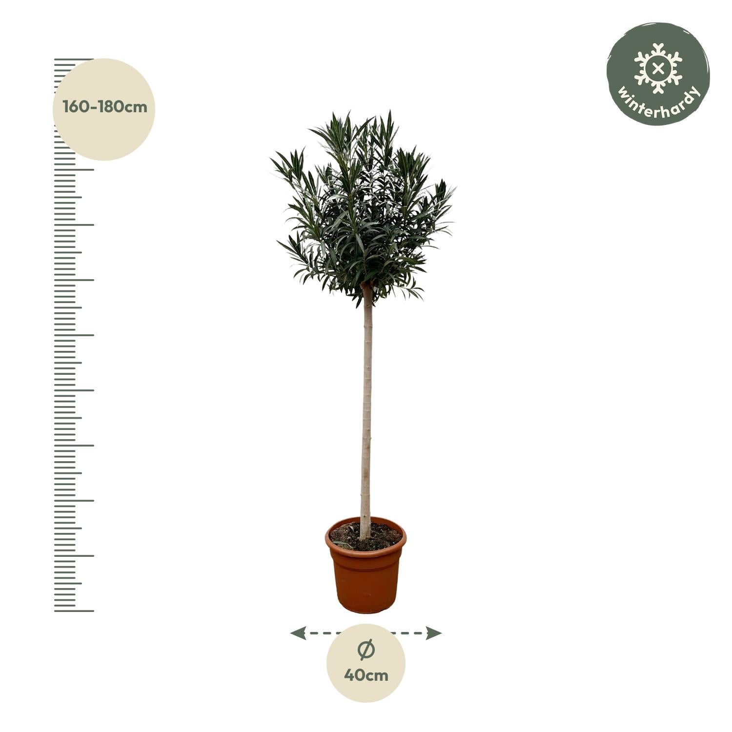 Nerium Oleander op stam van 170 cm met glanzend groene bladeren en dieprode, geurige bloemen – mediterrane buitenplant.