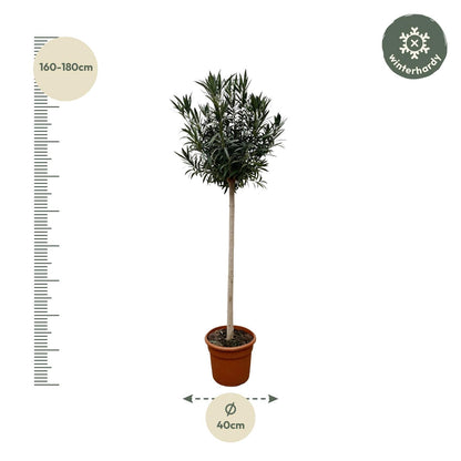 Nerium Oleander op stam van 170 cm met glanzend groene bladeren en dieprode, geurige bloemen – mediterrane buitenplant.