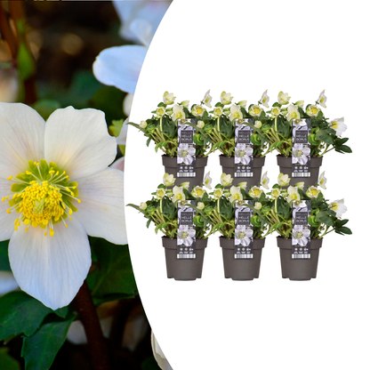 Helleborus niger ‘Christmas Carol’ met witte bloemen – winterharde kerstroos die bloeit in december tot maart, verkrijgbaar bij Plant To Day