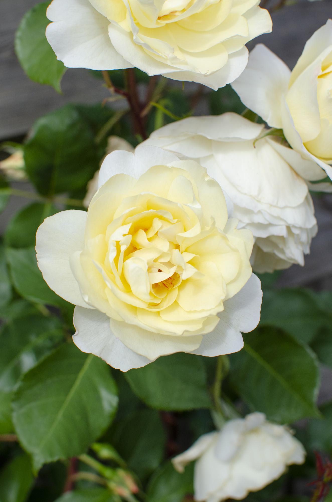 Rosa Crazy in Love ‘Vanilla’ – crèmewitte klimroos in pot Ø15cm, hoogte 65cm – bloeit van juni tot vorst met glanzend groen blad.