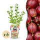 6x Kruisbes | Ribes uva-crispa Hinnonmaki Red | Winterhard