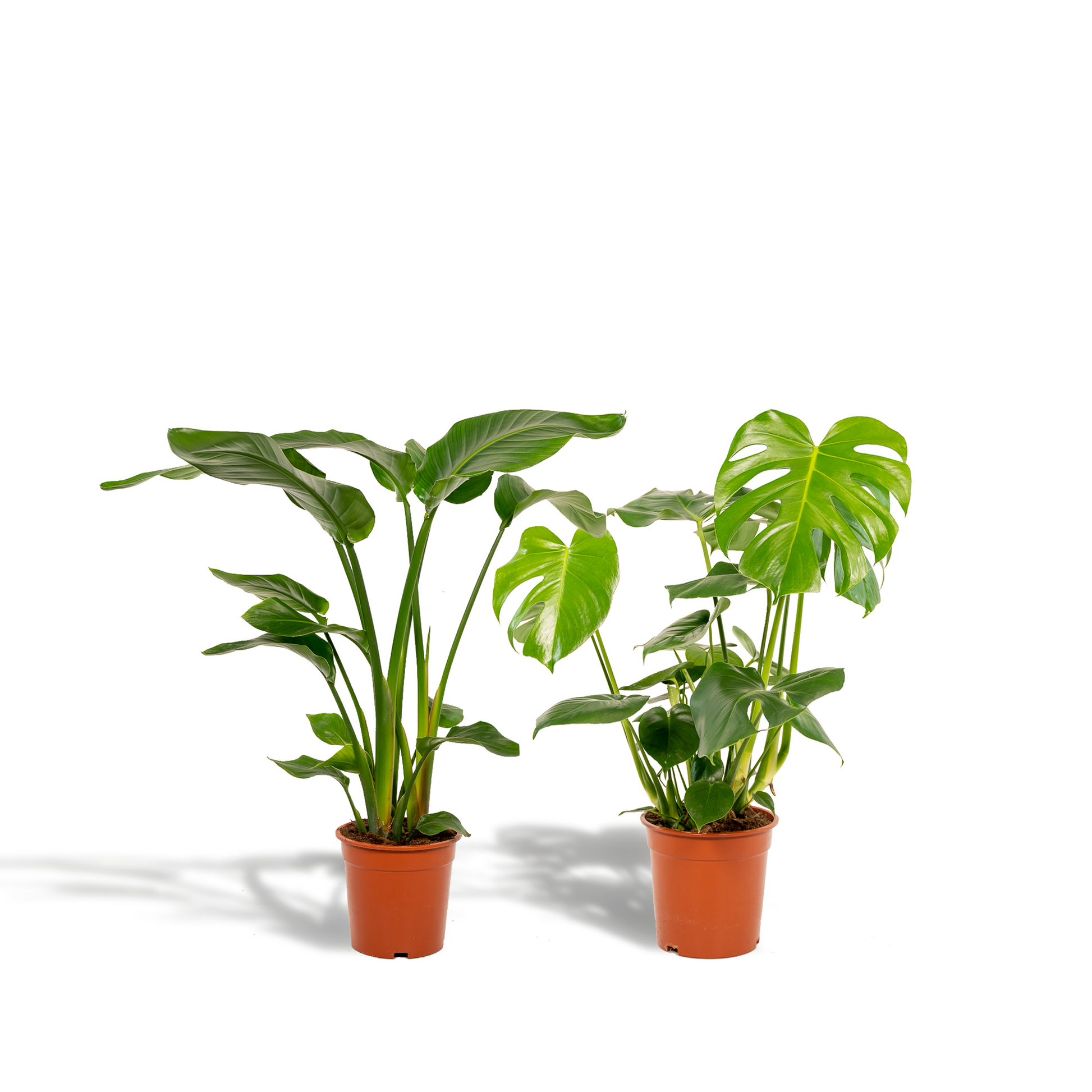 "Tropische kamerplantenmix met Strelitzia Nicolai en Monstera Deliciosa – Ø19/21 cm pot – Hoogte 75–85 cm – groene blikvangers in moderne interieurs"