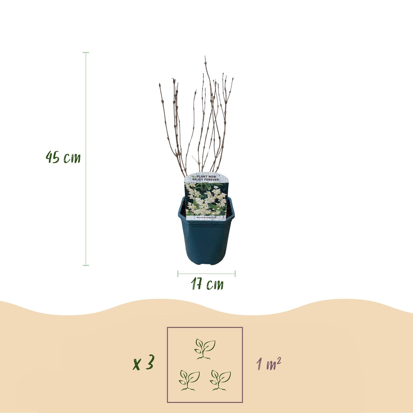 Deutzia Gracilis – weiße Blüte – 1 Pflanze – laubabwerfend – pflegeleicht – Topf 17 cm, Höhe 45 cm