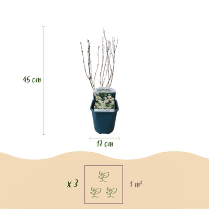 Deutzia Gracilis – weiße Blüte – 1 Pflanze – laubabwerfend – pflegeleicht – Topf 17 cm, Höhe 45 cm