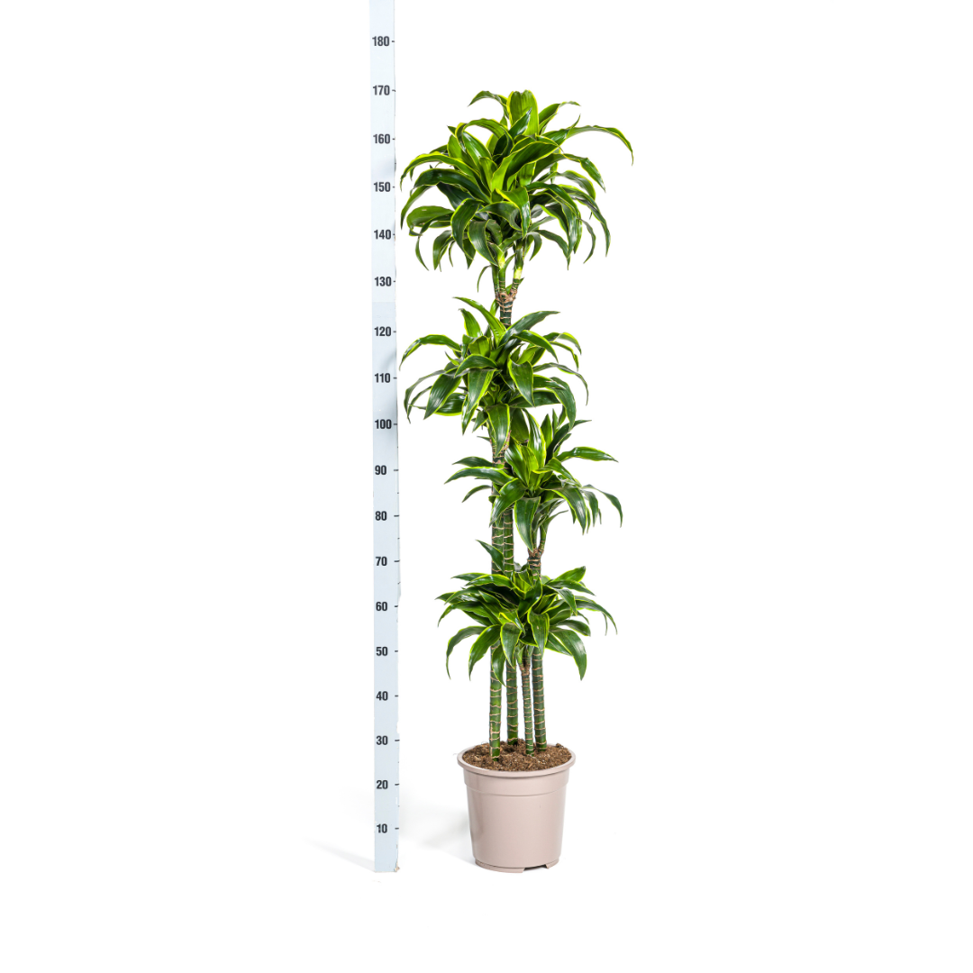 U kunt het beste de grond licht vochtig houden, maar zorg ervoor dat de grond niet te lang nat blijft. Het is niet erg als de grond een beetje uitdroogt. Het is beter om de Ficus Lyrata iets minder water te geven dan te veel. Daarbij heeft de plant in de winter minder water nodig dan in de zomer.