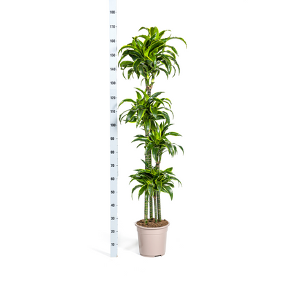 U kunt het beste de grond licht vochtig houden, maar zorg ervoor dat de grond niet te lang nat blijft. Het is niet erg als de grond een beetje uitdroogt. Het is beter om de Ficus Lyrata iets minder water te geven dan te veel. Daarbij heeft de plant in de winter minder water nodig dan in de zomer.