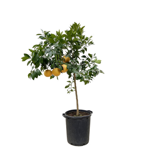 Pompelmoesboom (Citrus Pompelmo) - Voor Terras of Serre