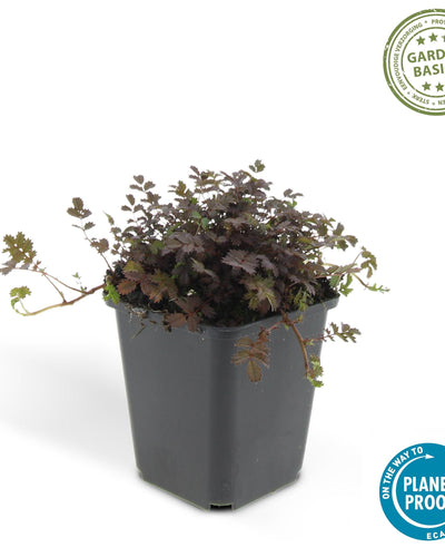 Acaena microphylla ‘Kupferteppich’ – Koperachtige bodembedekker