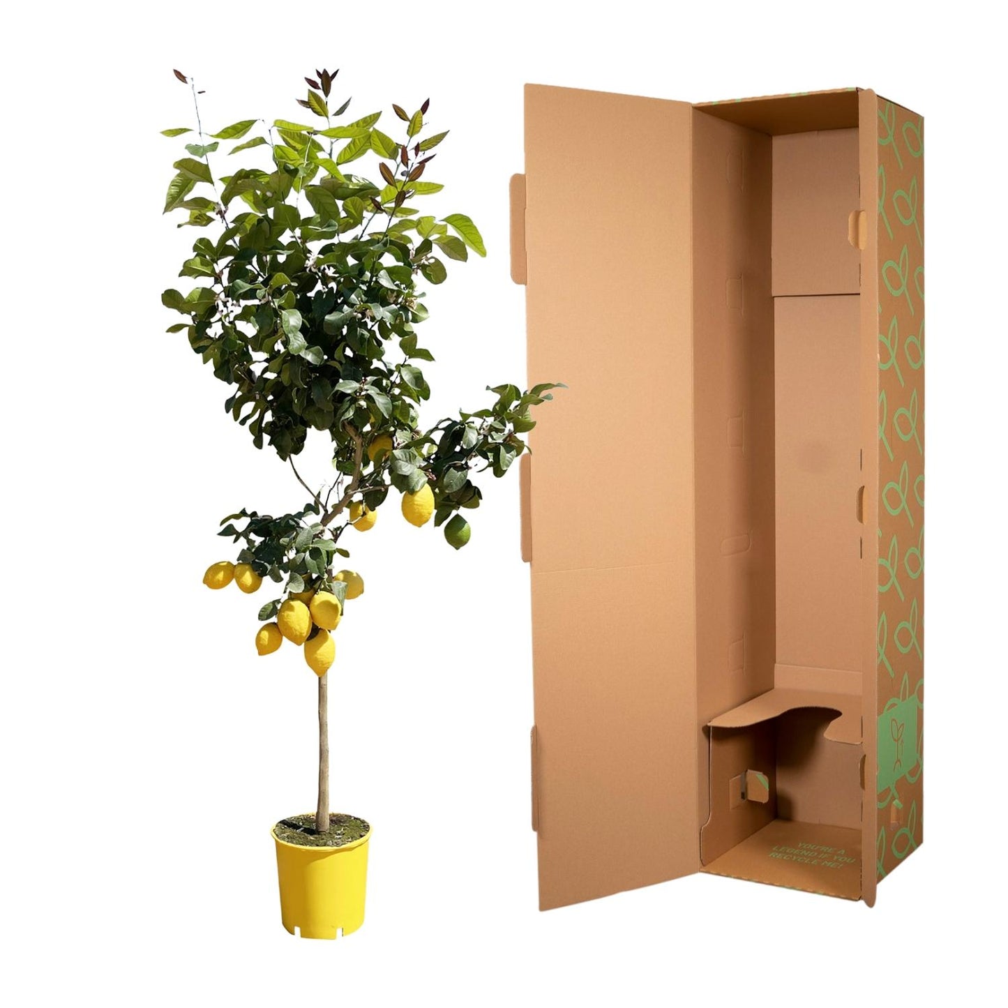 Citrus Lemon Boom – Citroenboom voor Binnen & Buiten – Geurende Bloemen ; Verse Vruchten