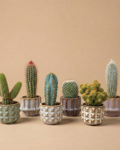 6 x Cactus Set  in Keramische Mini Potjes San Juan