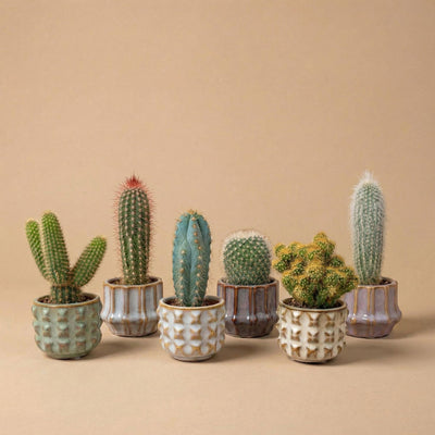 6 x Cactus Set  in Keramische Mini Potjes San Juan