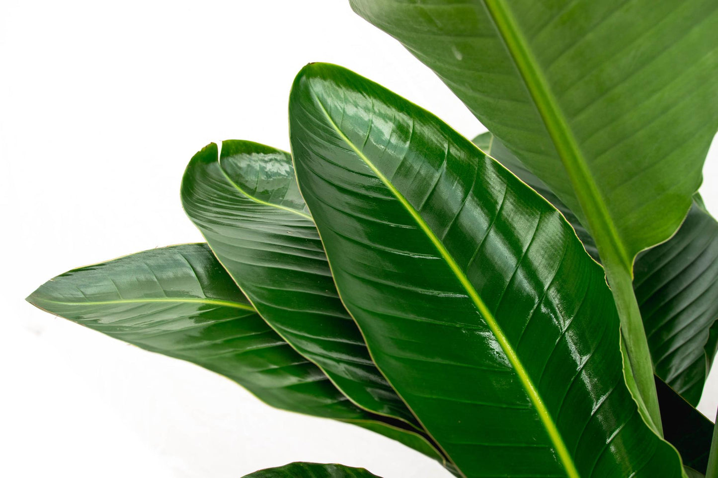 Strelitzia Nicolai de luxe XXL – 250 cm – Ø40