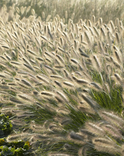 Pennisetum alopecuroides 'Hameln' – 6 siergrassen in Ø9 cm pot – romige pluimen, onderhoudsvriendelijk, geschikt voor borders, potten en solitair in tuin