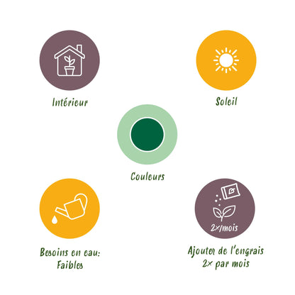 2x Cycas revoluta | Palmvaren | Kamerplant