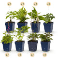 Schattenbeet-Paket – 24 Stauden – Farbenfroh, pflegeleicht – Geeignet für 3 m² – Topf 11 cm