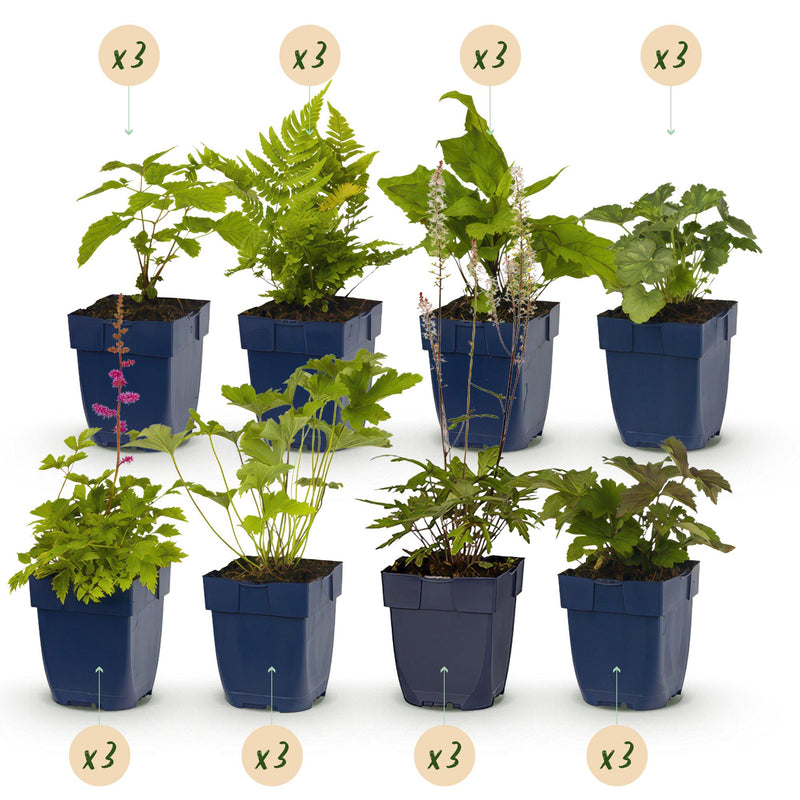 Schattenbeet-Paket – 24 Stauden – Farbenfroh, pflegeleicht – Geeignet für 3 m² – Topf 11 cm