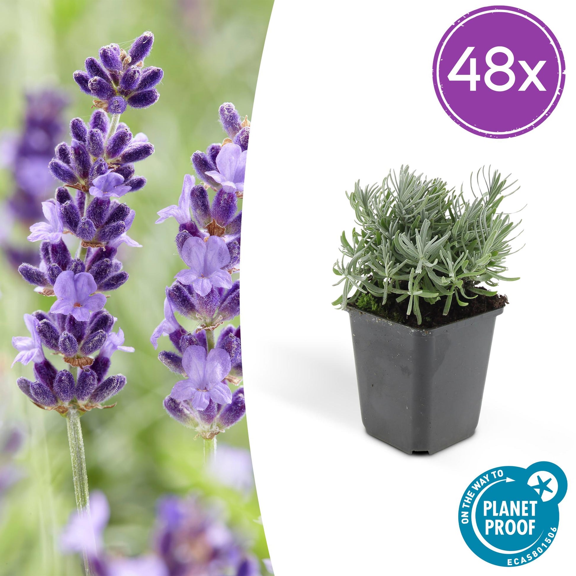 48x Lavandula angustifolia ‘Hidcote’ – Lavendelplanten – Potmaat Ø9cm – Hoogte 10-25cm – Geurige Paarse Bloemen