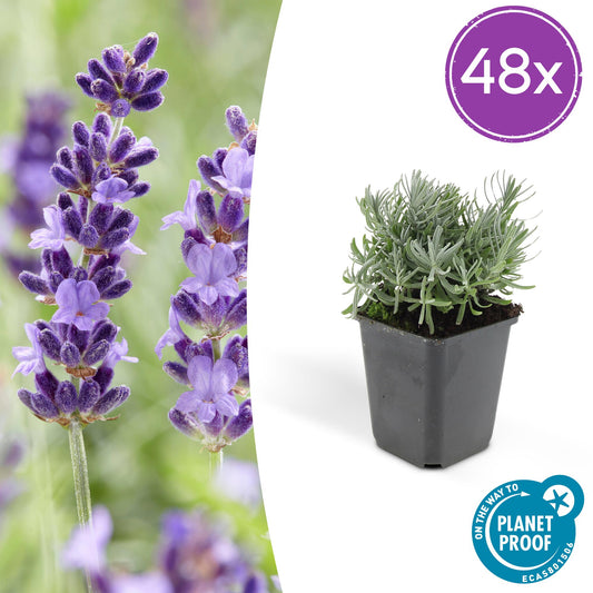 48x Lavandula angustifolia ‘Hidcote’ – Lavendelplanten – Potmaat Ø9cm – Hoogte 10-25cm – Geurige Paarse Bloemen