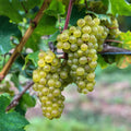 "Vitis vinifera ‘Bianca’ – witte druivenplant, set van 2 planten in pot Ø15cm, hoogte ongeveer 50cm, met zoete witte druiven."
