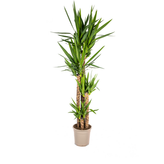 Yucca Elephantipes – grote kamerplant met stevige stelen en lange donkergroene zwaardvormige bladeren