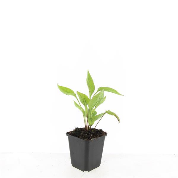 Echinacea purpurea ‘White Swan’ – witte zonnehoed – hoogte 10-25cm – geleverd in pot Ø9cm – bloeit van zomer tot herfst en trekt vlinders aan.