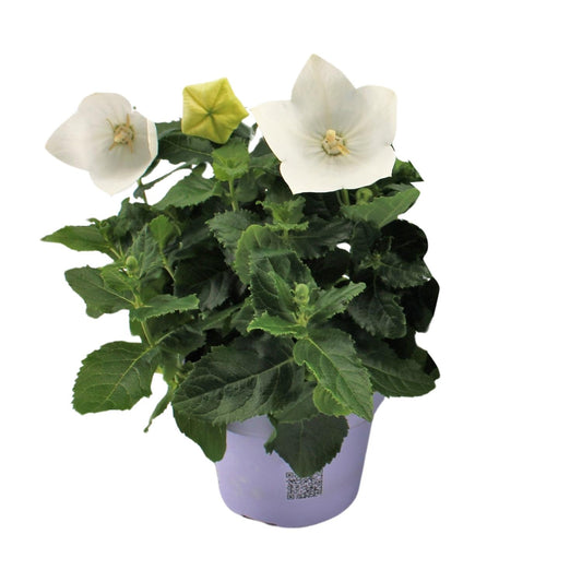 Platycodon White - Ø12cm - ↕22cm. Ballonbloem
