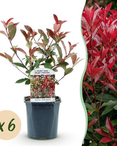 6 x Haagplanten | Photinia fraseri Carre Rouge | Glansmispel
