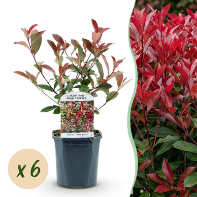 6 x Haagplanten | Photinia fraseri Carre Rouge | Glansmispel
