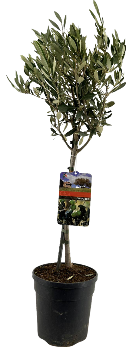 olijf boompje - planttoday