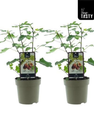 Vijgenplant met grote groene bladeren voor tuin of terras