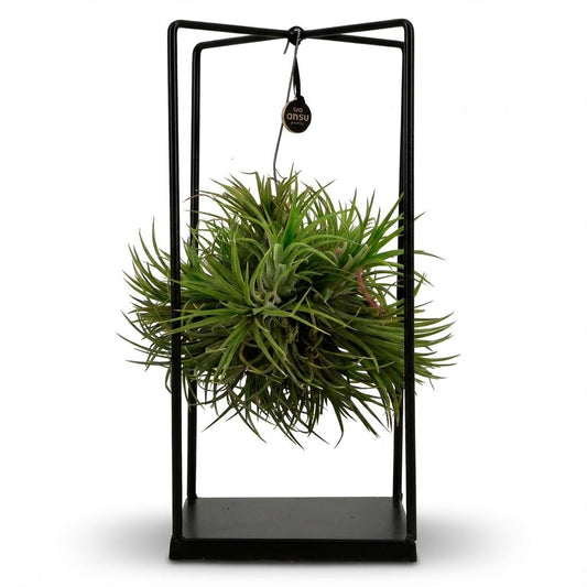 Tillandsia | Luchtplant in Decor | Kamerplant