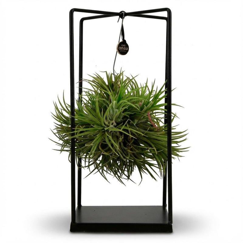 Luchtplanten (Tillandsia) zijn inderdaad best bijzondere planten!