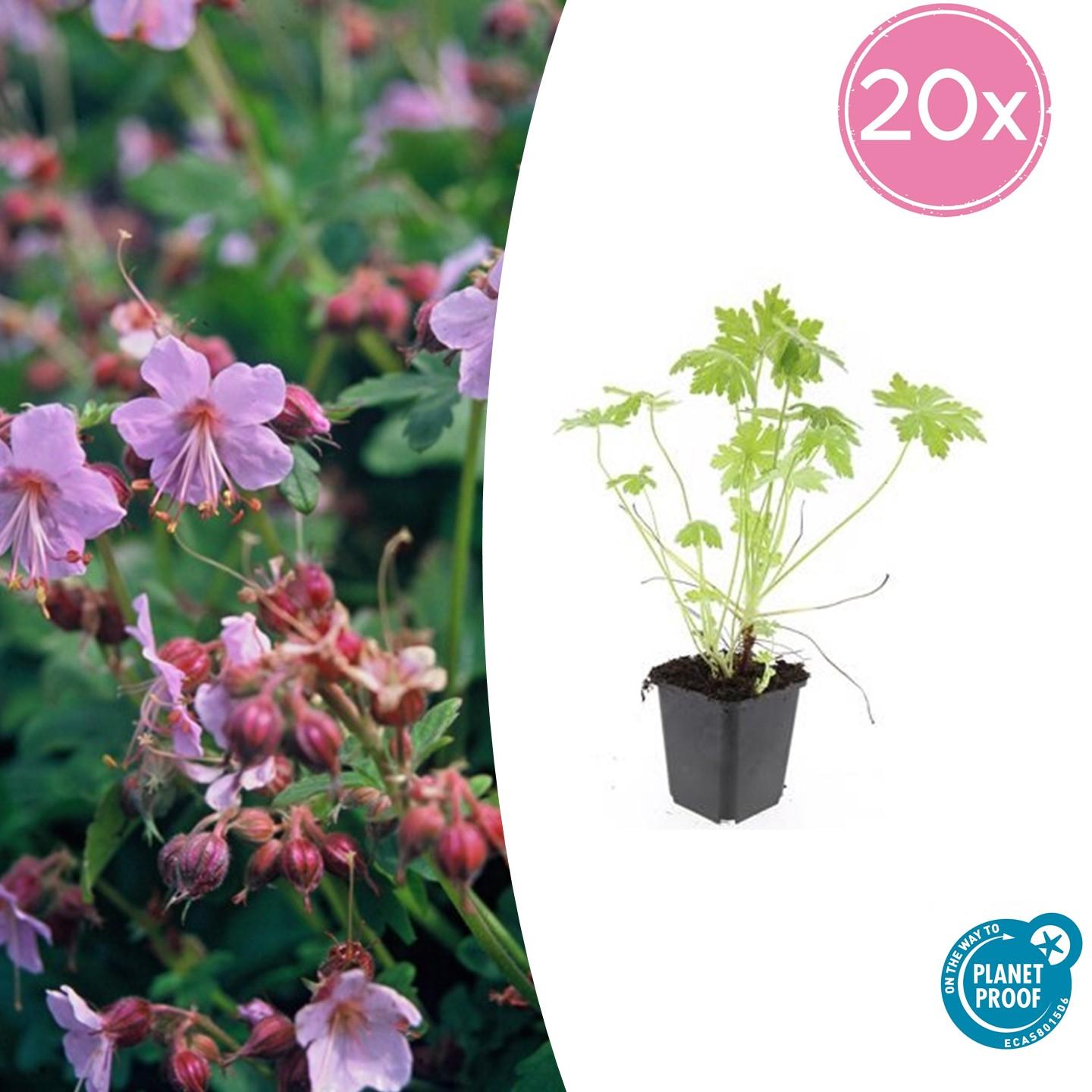 Geranium macrorrhizum – Sterke, winterharde bodembedekker met geurige bladeren en roze voorjaarsbloemen – Ideaal voor borders en schaduwrijke plekken."