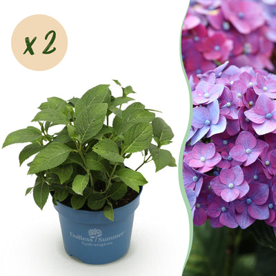 Paarse hortensia tuinplant trekt bijen en vlinders