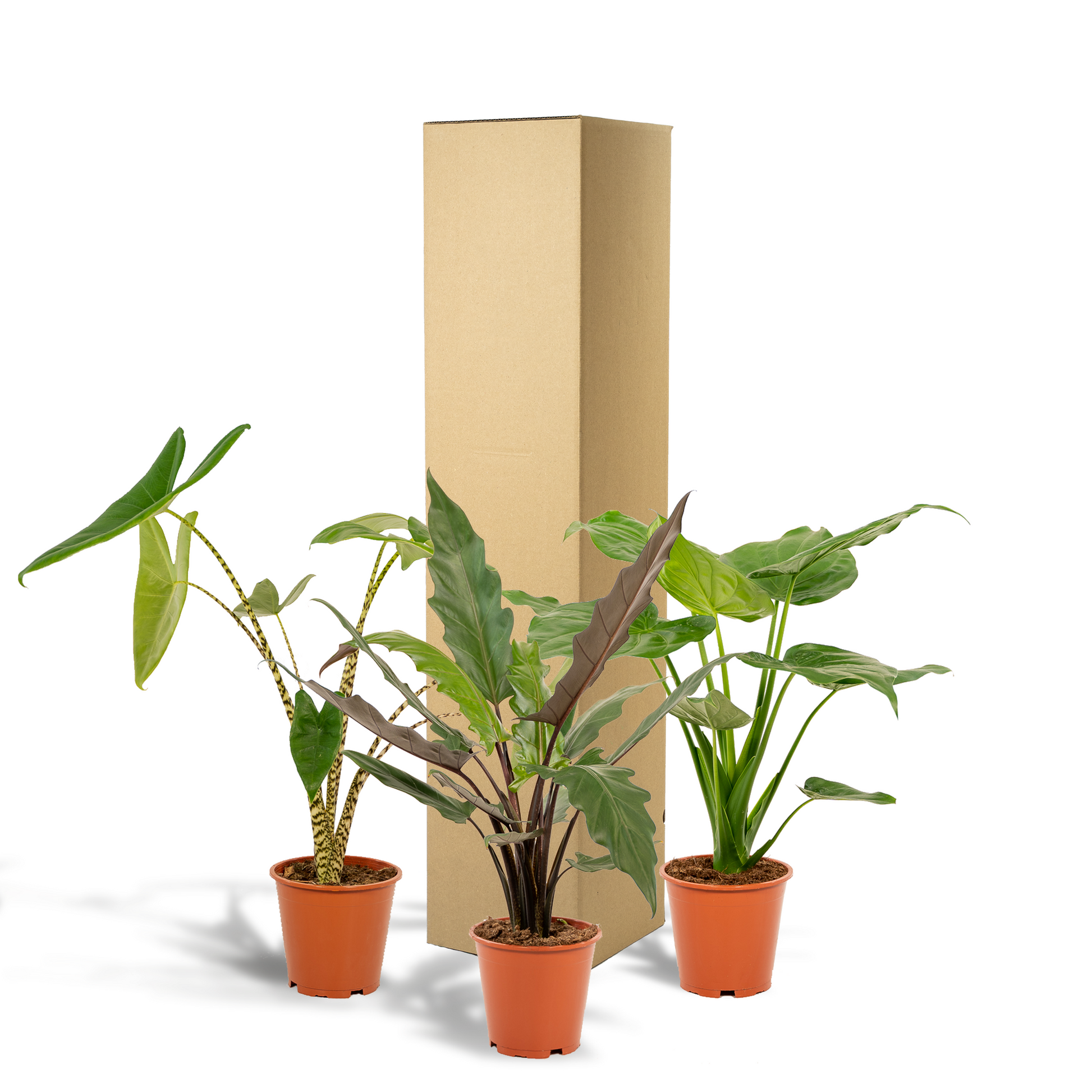 Alocasia Zebrina Ø19cm ↕75cm – Kamerplant met zebra-patroon stelen en grote hartvormige bladeren