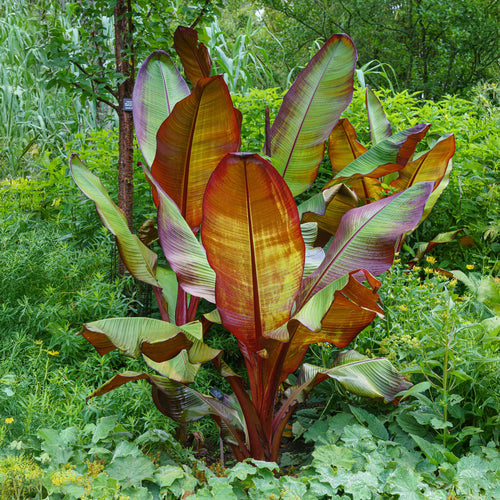 2 x Bananen plant | Ensete ventricosum Maurelli | Winterhard